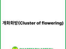 개화화방(Cluster of flowering) | 스마트팜피디아 (Smartfarm Pedia)