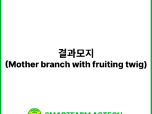 결과모지(Mother branch with fruiting twig) | 스마트팜피디아 (Smartfarm Pedia)