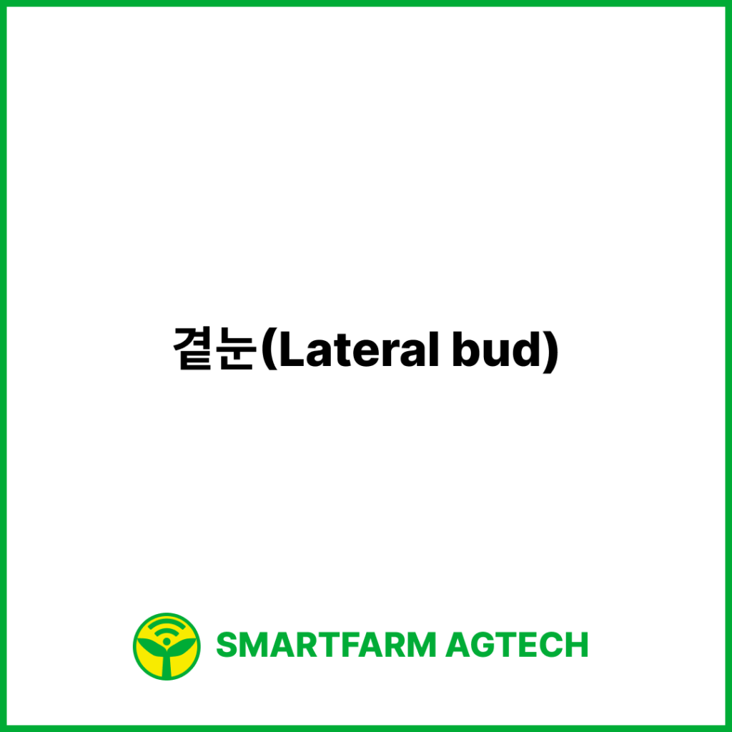 곁눈(Lateral bud) | 스마트팜피디아 (Smartfarm Pedia)