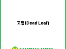고엽(Dead Leaf) | 스마트팜피디아 (Smartfarm Pedia)