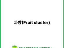 과방(Fruit cluster) | 스마트팜피디아 (Smartfarm Pedia)