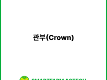 관부(Crown) | 스마트팜피디아 (Smartfarm Pedia)