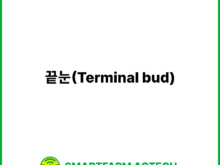 끝눈(Terminal bud) | 스마트팜피디아 (Smartfarm Pedia)