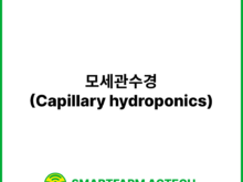 모세관수경(Capillary hydroponics) | 스마트팜피디아 (Smartfarm Pedia)