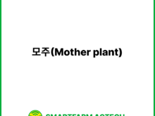 모주(Mother plant) | 스마트팜피디아 (Smartfarm Pedia)