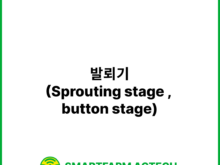 발뢰기(Sprouting stage , button stage) | 스마트팜피디아 (Smartfarm Pedia)