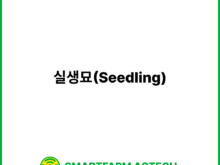 실생묘(Seedling) | 스마트팜피디아 (Smartfarm Pedia)