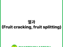 열과(Fruit cracking, fruit splitting) | 스마트팜피디아 (Smartfarm Pedia)