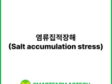 염류집적장해(Salt accumulation stress) | 스마트팜피디아 (Smartfarm Pedia)