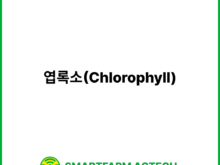 엽록소(Chlorophyll) | 스마트팜피디아 (Smartfarm Pedia)