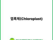 엽록체(Chloroplast) | 스마트팜피디아 (Smartfarm Pedia)