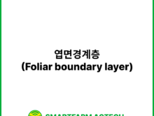 엽면경계층(Foliar boundary layer) | 스마트팜피디아 (Smartfarm Pedia)