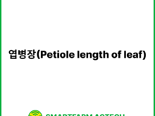 엽병장(Petiole length of leaf) | 스마트팜피디아 (Smartfarm Pedia)