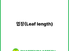 엽장(Leaf length) | 스마트팜피디아 (Smartfarm Pedia)