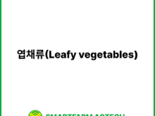 엽채류(Leafy vegetables) | 스마트팜피디아 (Smartfarm Pedia)