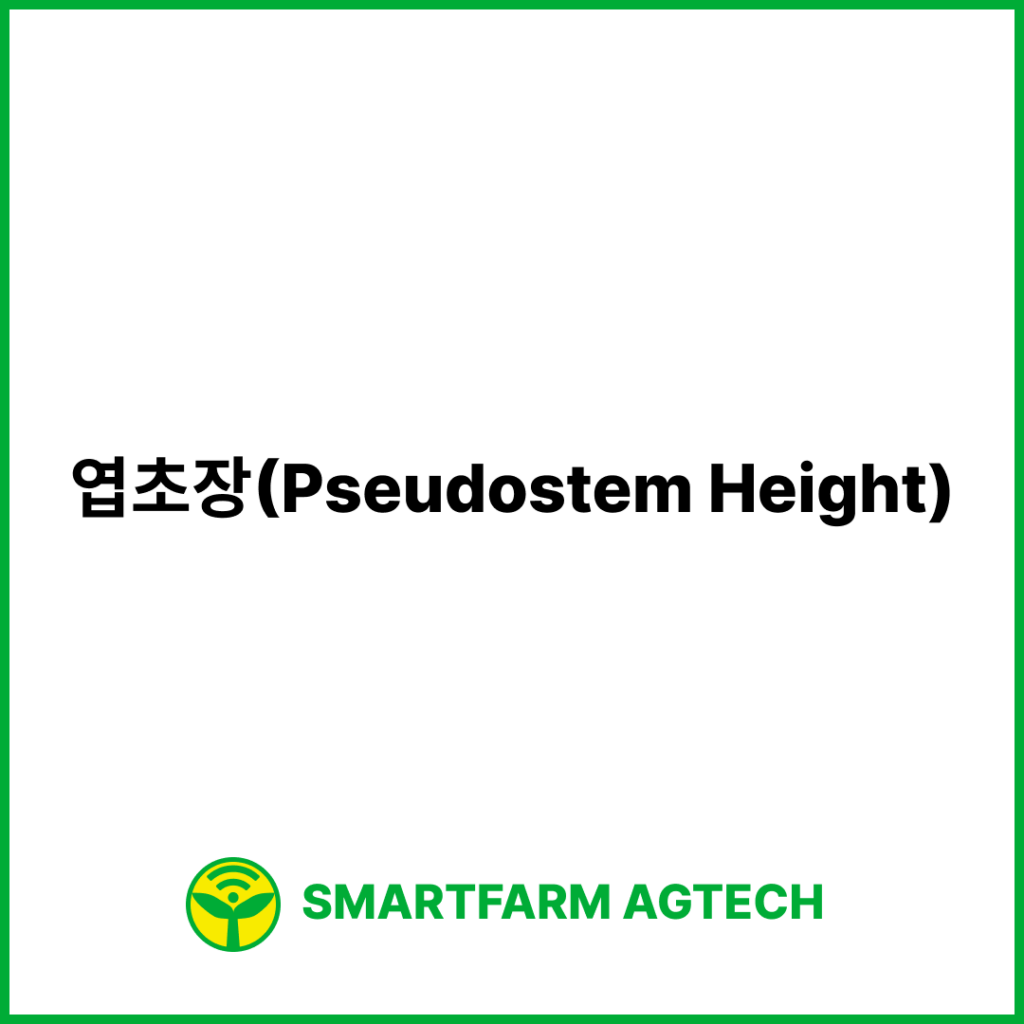 엽초장(Pseudostem Height) | 스마트팜피디아 (Smartfarm Pedia)