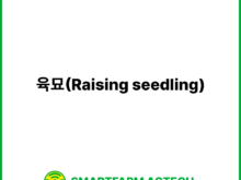 육묘(Raising seedling) | 스마트팜피디아 (Smartfarm Pedia)