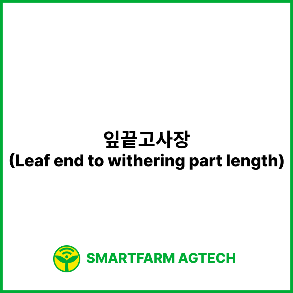 잎끝고사장(Leaf end to withering part length) | 스마트팜피디아 (Smartfarm Pedia)