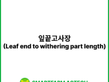 잎끝고사장(Leaf end to withering part length) | 스마트팜피디아 (Smartfarm Pedia)