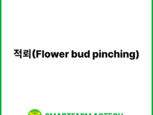 적뢰(Flower bud pinching) | 스마트팜피디아 (Smartfarm Pedia)