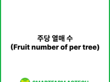 주당 열매 수(Fruit number of per tree) | 스마트팜피디아 (Smartfarm Pedia)