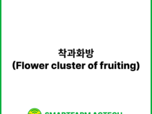 착과화방(Flower cluster of fruiting) | 스마트팜피디아 (Smartfarm Pedia)