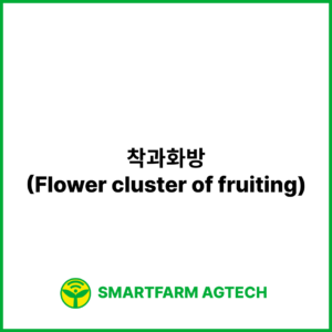 착과화방(Flower cluster of fruiting) | 스마트팜피디아 (Smartfarm Pedia)