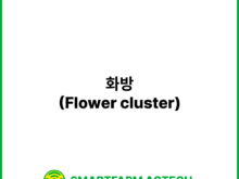 화방(Flower cluster) | 스마트팜피디아 (Smartfarm Pedia)