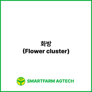 화방(Flower cluster) | 스마트팜피디아 (Smartfarm Pedia)