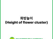 화방높이(Height of flower cluster) | 스마트팜피디아 (Smartfarm Pedia)