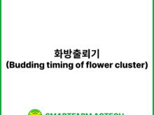 화방출뢰기(Budding timing of flower cluster) | 스마트팜피디아 (Smartfarm Pedia)