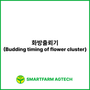 화방출뢰기(Budding timing of flower cluster) | 스마트팜피디아 (Smartfarm Pedia)